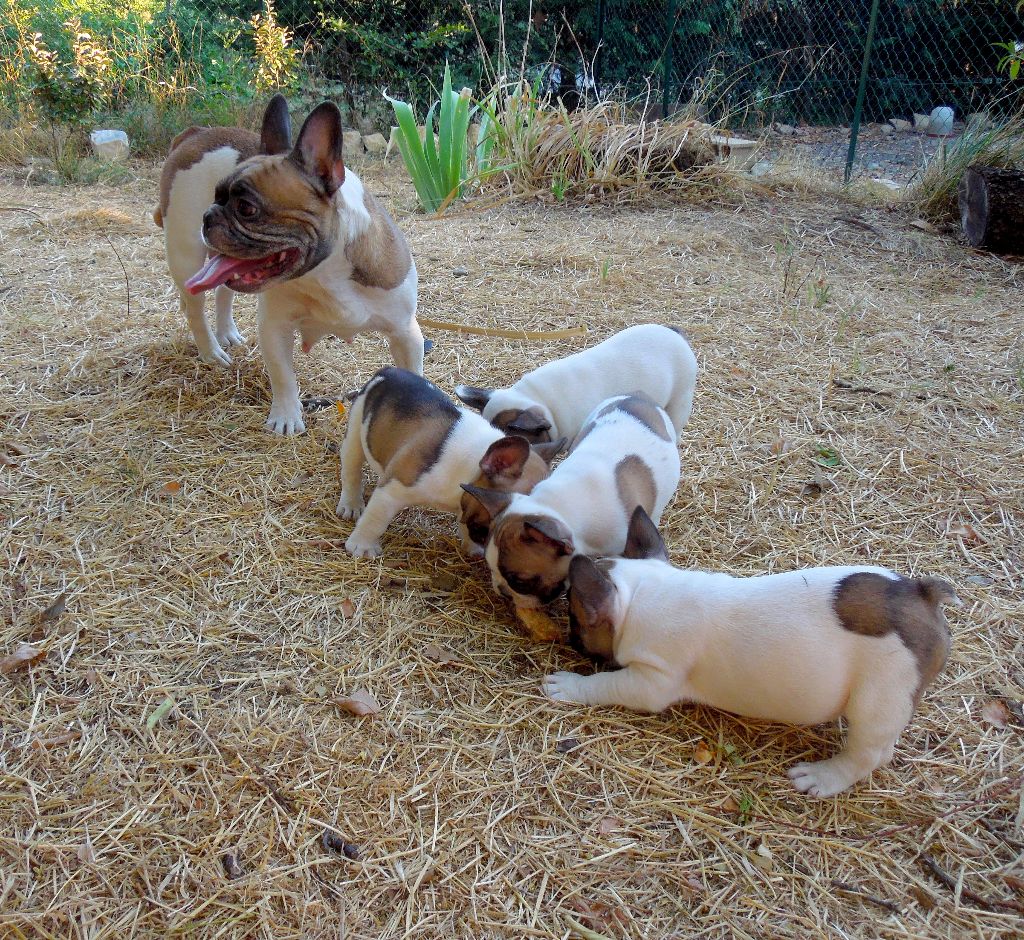 chiot Bouledogue français Des Sources Des Cévennes