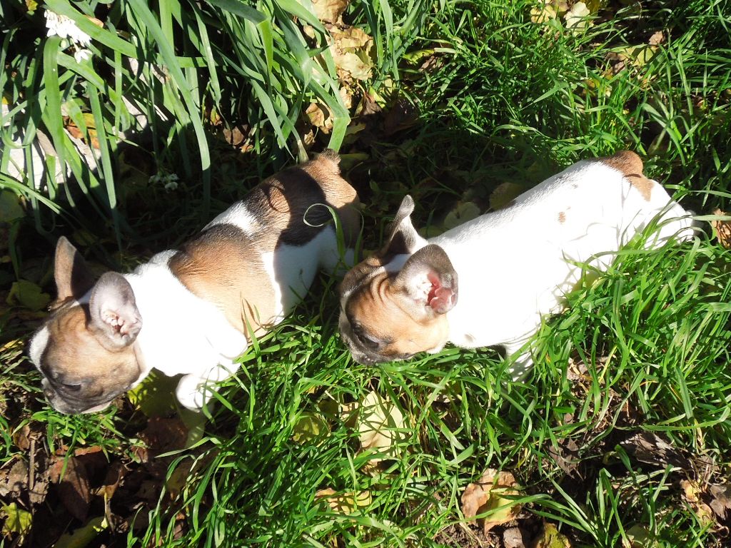 chiot Bouledogue français Des Sources Des Cévennes