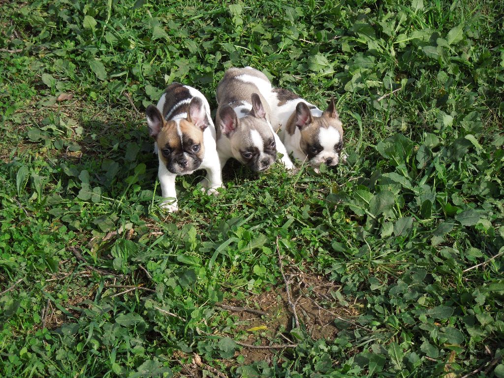 chiot Bouledogue français Des Sources Des Cévennes