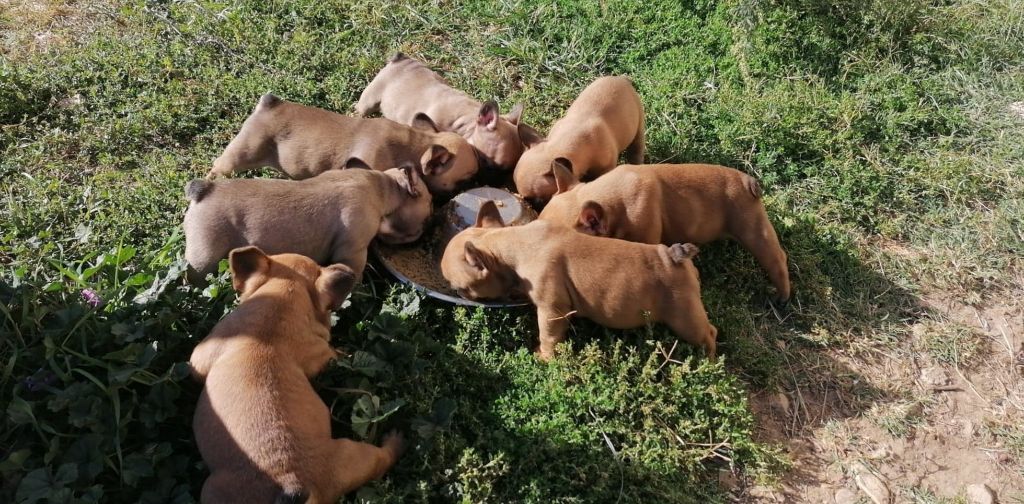 Des Sources Des Cévennes - Bouledogue français - Portée née le 30/08/2019