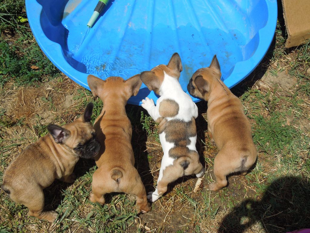 Nos chiots