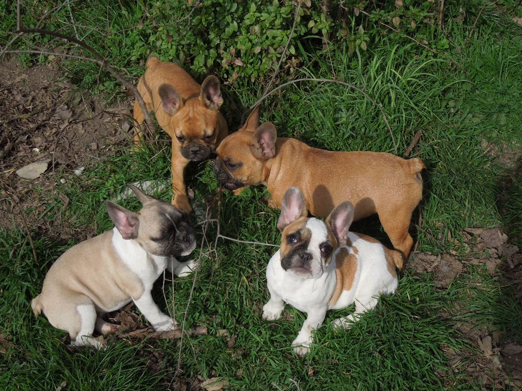 Chiot Bouledogue français Des Sources Des Cévennes