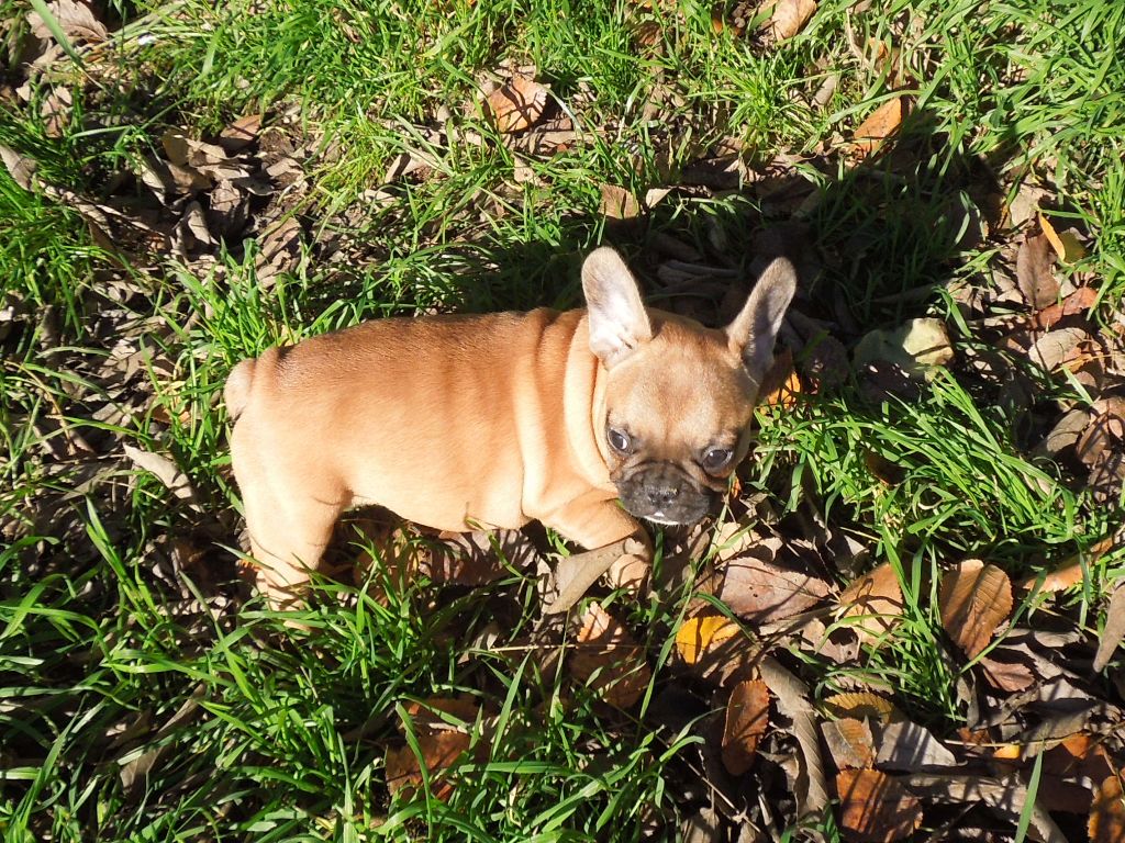 Des Sources Des Cévennes - Bouledogue français - Portée née le 22/10/2022