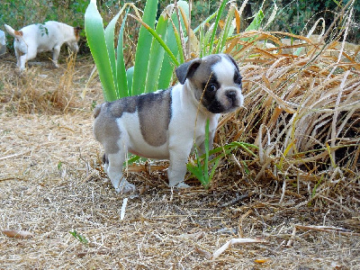 Femelle caille fauve charbonné